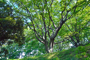 Fototapeta na wymiar 森の中の大きな木の枝