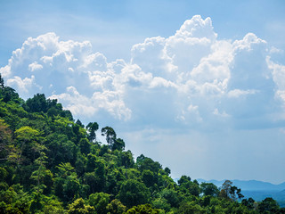 Tropical forests and cloudscape - 83619164