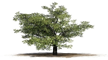 Obraz premium cherry tree fruit - isolated on white background