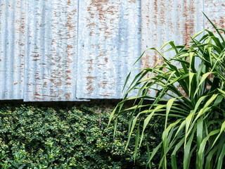 zinc wall and green leaves - 83619349