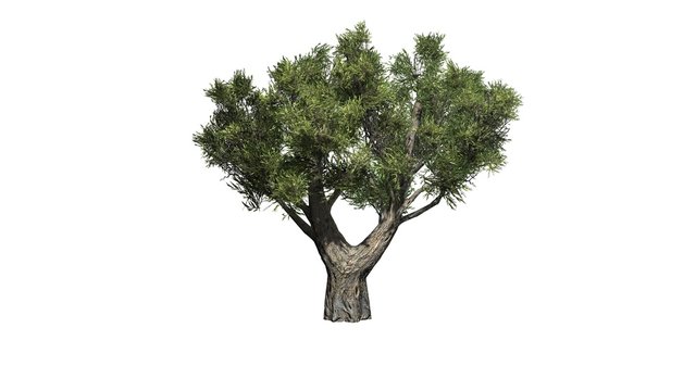 olive tree african - isolated on white background