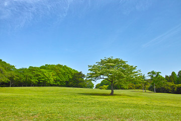 春の草原と森