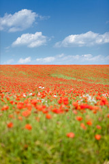 viele Mohnblüten auf einem Feld