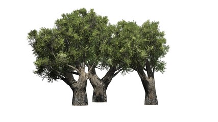 Fototapeta na wymiar olive tree cluster african - isolated on white background
