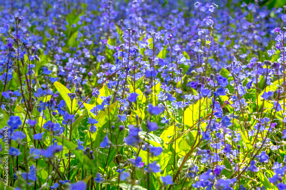 Poster Blue Spring flowers blossom