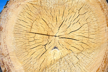 Slice of round pine log with annual rings and radial cracks