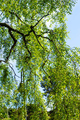 An old birch tree with long branches in Spring time.