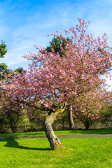 Very old Japanese cherry tree in blossom in Spring garden