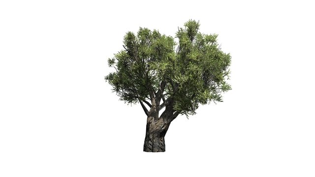 olive tree african - isolated on white background