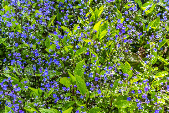 Blue Spring flowers blossom