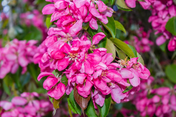 Beautiful Japanese cherry tree blossom