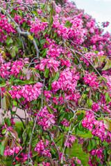 Obraz premium Beautiful Japanese cherry tree blossom