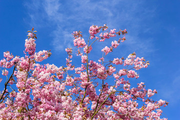 Fototapeta premium Beautiful Japanese cherry tree blossom in May