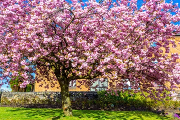 Photo sur Plexiglas Fleur de cerisier Beautiful Japanese cherry tree blossom against blue sky