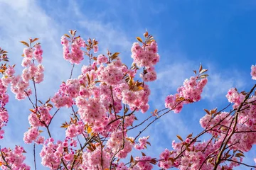Acrylic kitchen splashbacks Cherryblossom Beautiful Japanese cherry tree blossom against blue sky