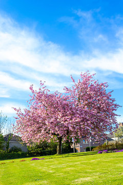 Beautiful Japanese cherry tree blossom against blue sky