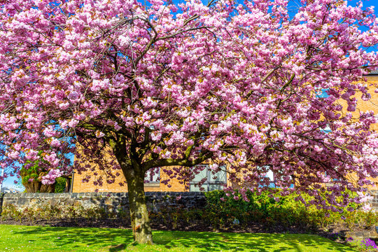 Beautiful Japanese cherry tree blossom against blue sky