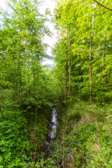 Wald Heiligendamm