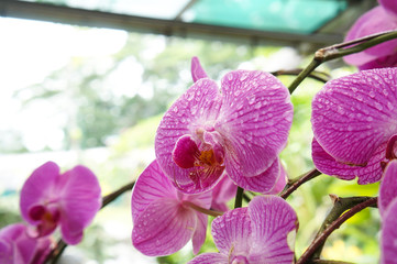 Obraz premium Orchids