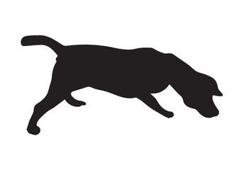 silhouette of Beagle Dog