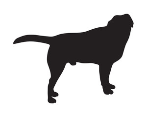 black silhouette of standing dog