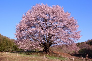 天王桜