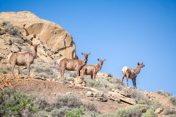 Obraz premium Four deers, elks on the mountains