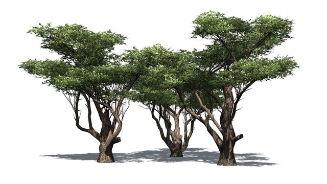 Fototapeta Acacia tree cluster - isolated on white background