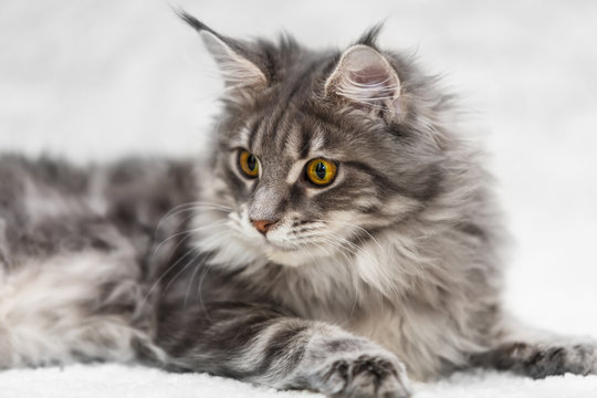 Big Maine Coon Cat Posing On White Background Fur Stock Photo Adobe Stock