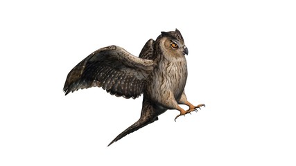 owl - isolated on white background