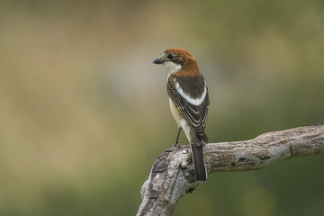 woodchat