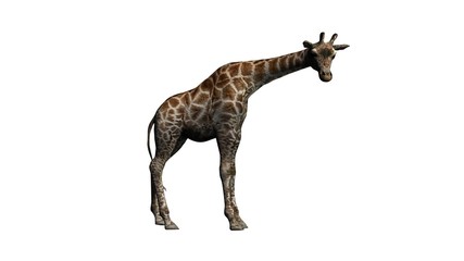giraffe - isolated on white background