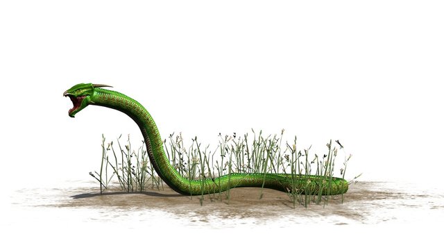 Snake in the Grass - isolated on white background
