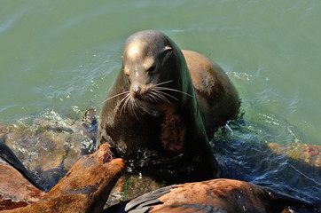 Sea Lion