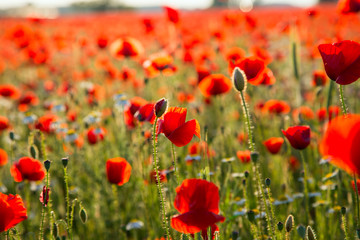 Fototapeta na wymiar Poppies field meadow in summer