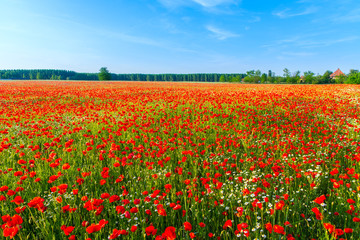Poppies field meadow in summer