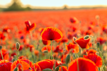 Poppies field meadow in summer