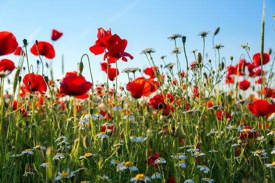 Poppies field meadow in summer © Kavita