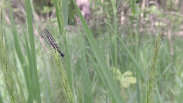 Snakefly in the gras