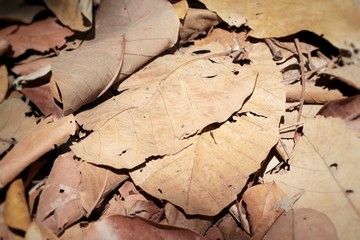Dried leaves at the nature