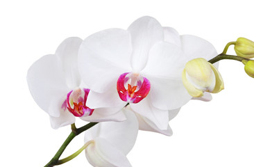 Naklejka na ściany i meble Fresh orchid flower, isolated on white background, DOF