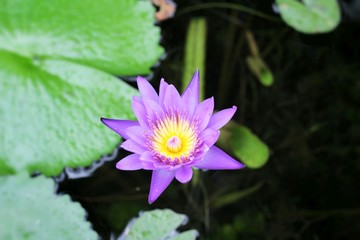 Purple lotus in the nature
