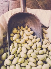 Ginkgo nuts/ Outdoor view