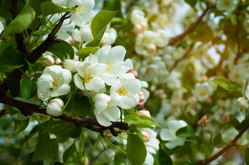 Blossoming of apple flowers in spring time with green leaves