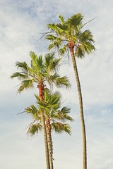 Fototapeta premium California Palm Trees