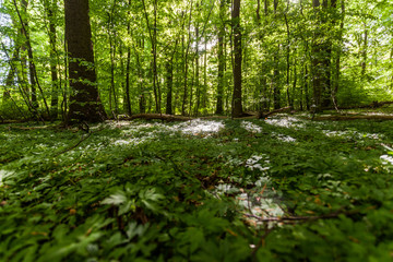 Fototapeta premium Wald Heiligendamm