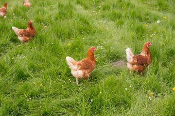 Hühner auf der Wiese