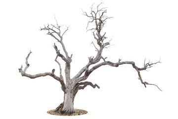 Fototapeta Dead tree isolated and white background obraz