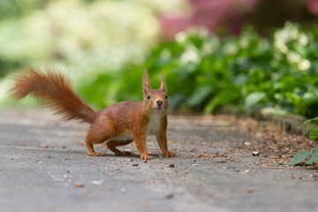 A squirrel standing on a sidewalk and looks surprised