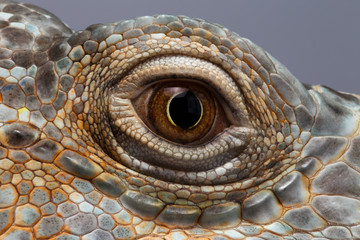 Fototapeta premium Zbliżenie Eye of Green Iguana